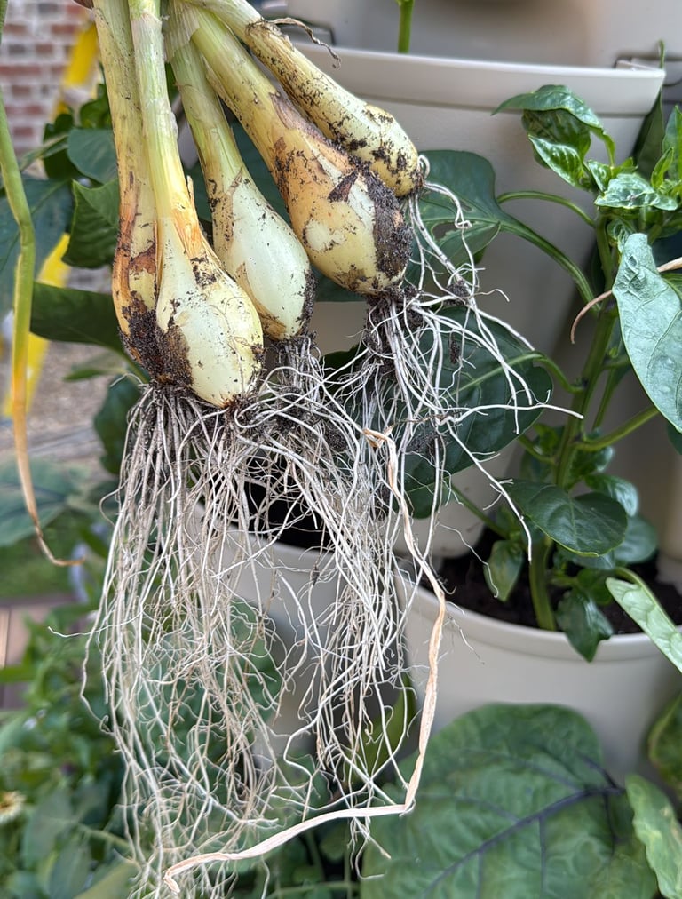 Fresh Harvest – Spring onions straight from the GreenStalk to your plate