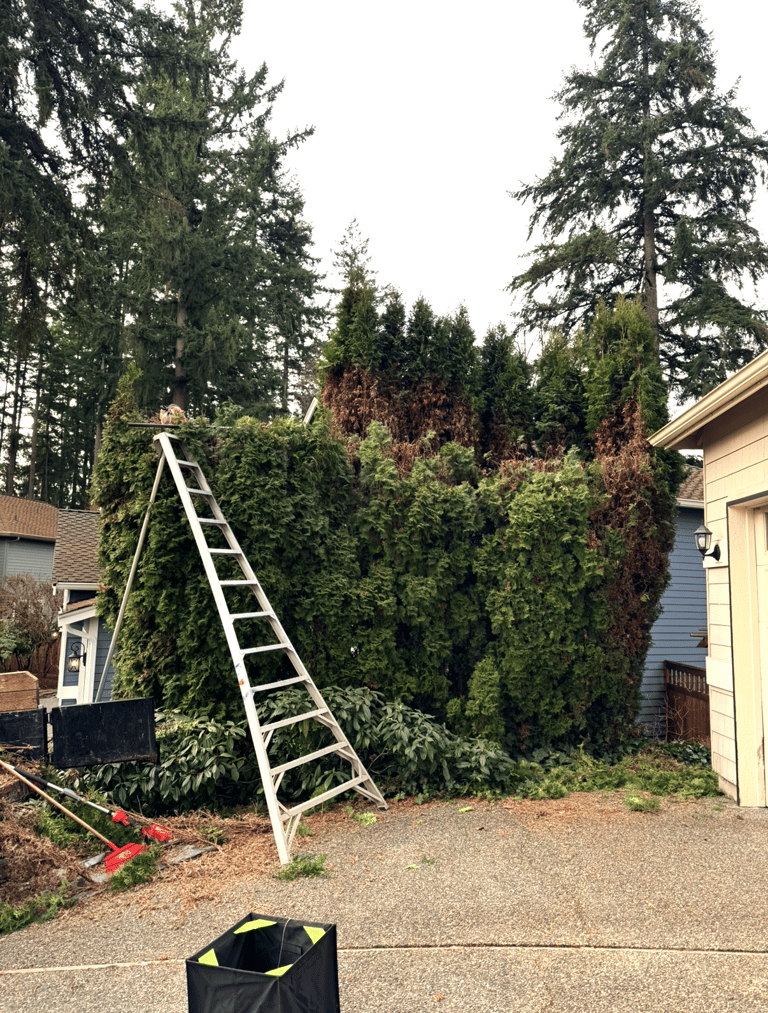 Arborvitae hedge trimming with ladder in Lynnwood Washington