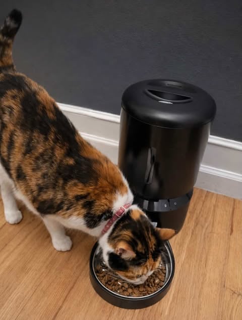 adorable cat eating from our PETLIBRO Automatic Cat Feeder