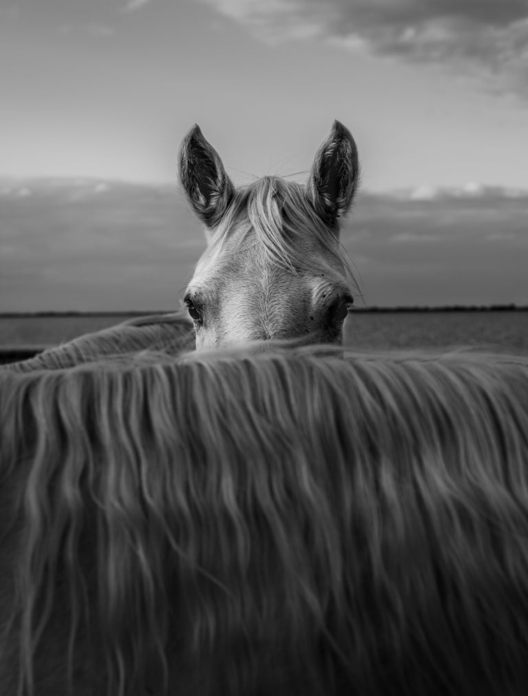 ethereal horse movement fine art photography Laura Mommicchi