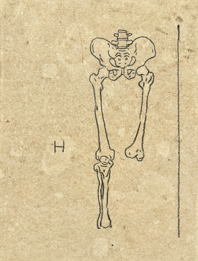 rough sketch of the human pelvis made with wax pencil