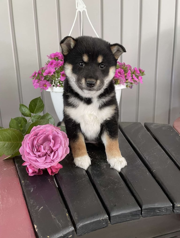 Puppies for Sale 