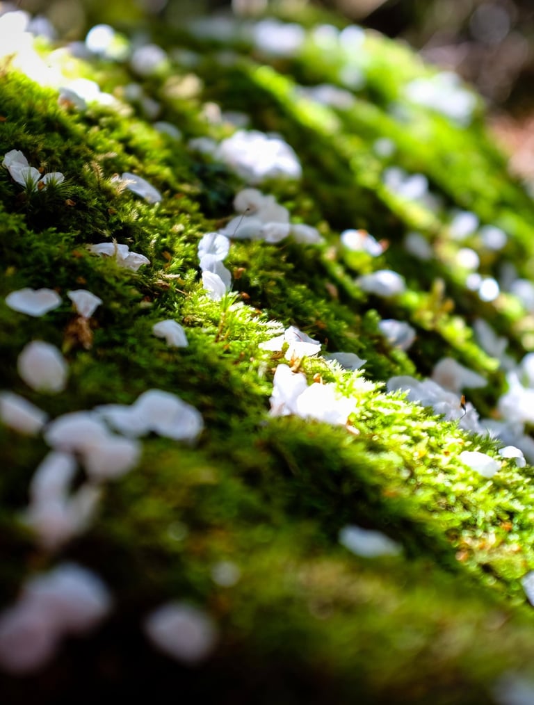 Pétales de fleur blancs sur le chemin