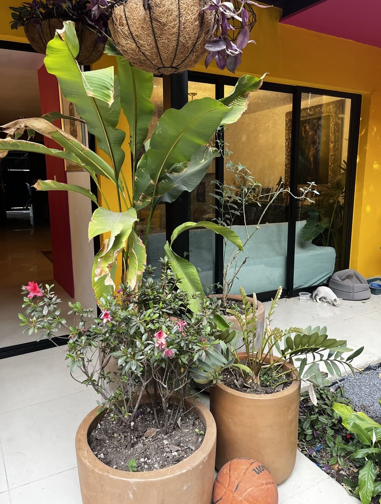 a basketball ball and a basket of plants