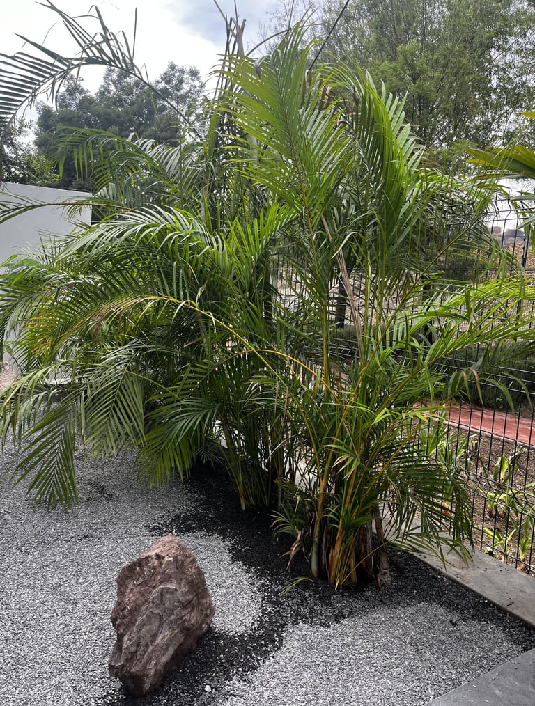 plantas para paisajismo