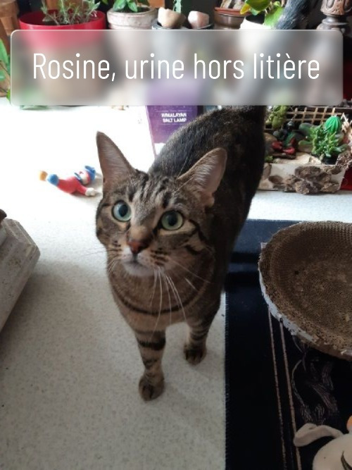 Chat marquage urinaire