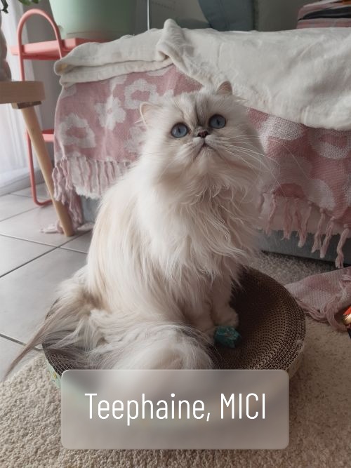Chat persan MICI