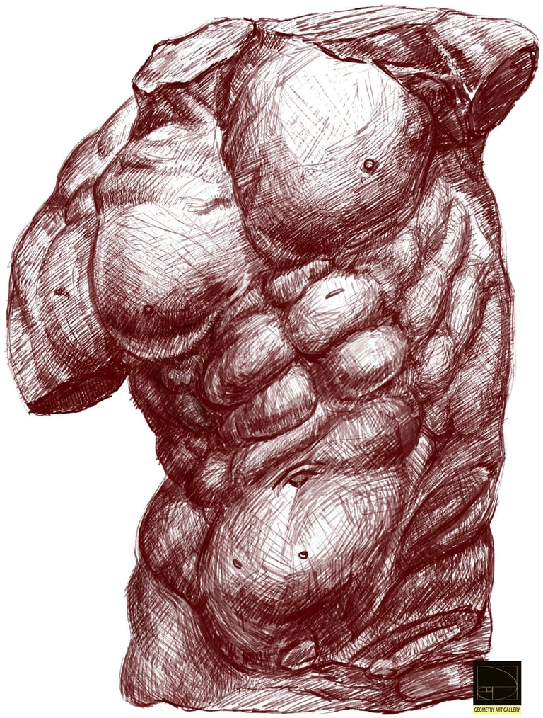 anatomy sculpture art of human torso