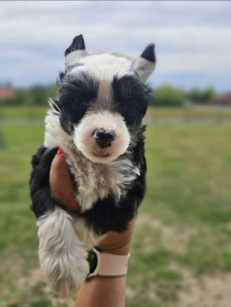 a small black and white puppy dog in a persons hand