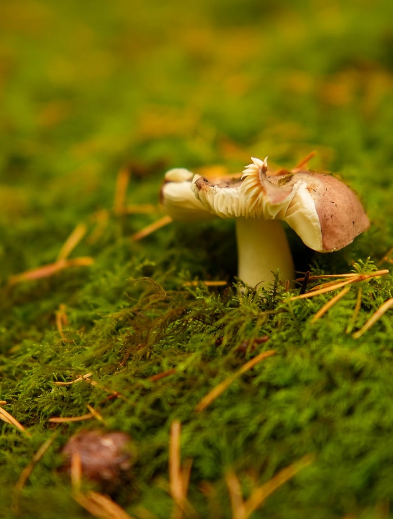 A mushroom on moss-covered ground