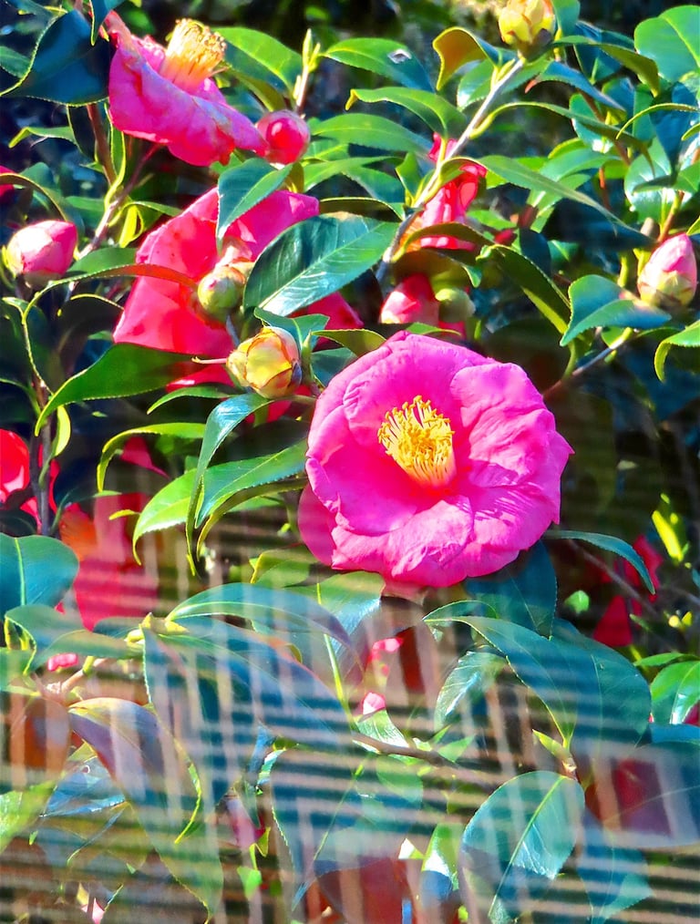 "4 Petra" © 2025 Heinz Lechner