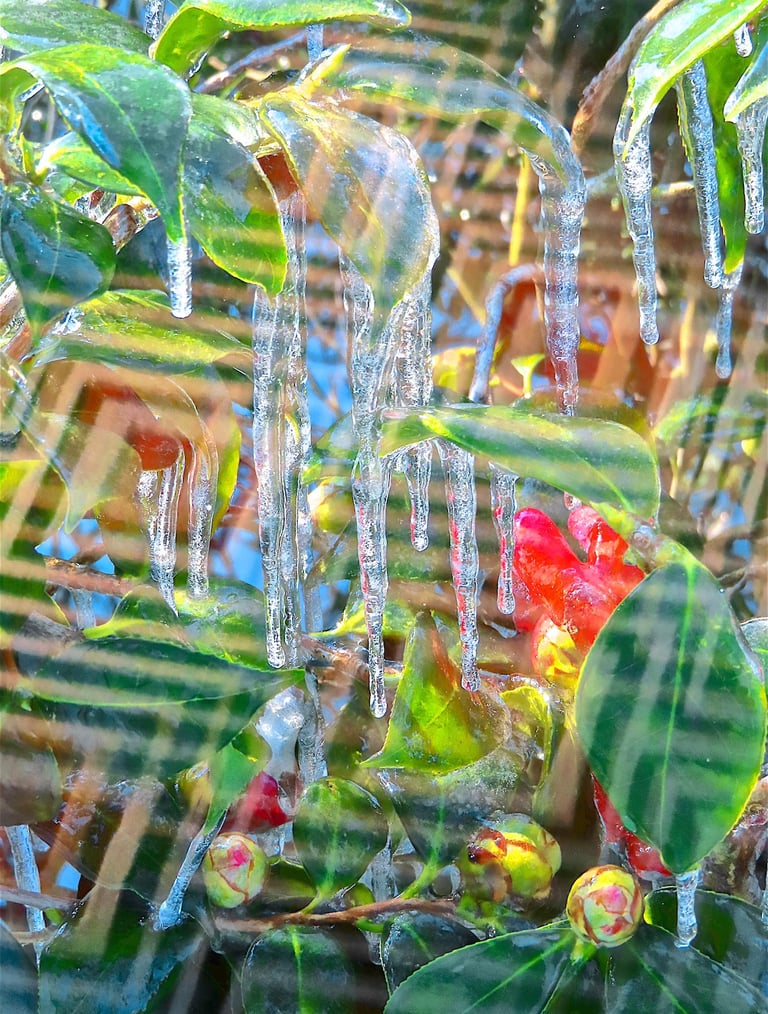 "4 Susanne" © 2025 Heinz Lechner