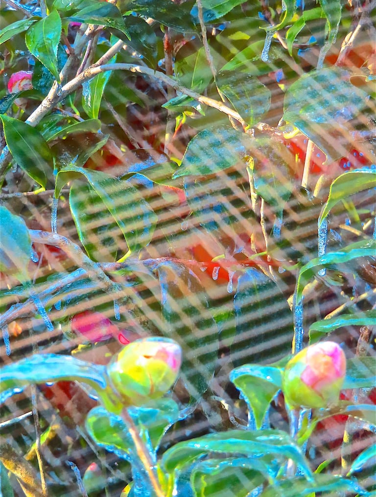 "4 Vera" © 2025 Heinz Lechner