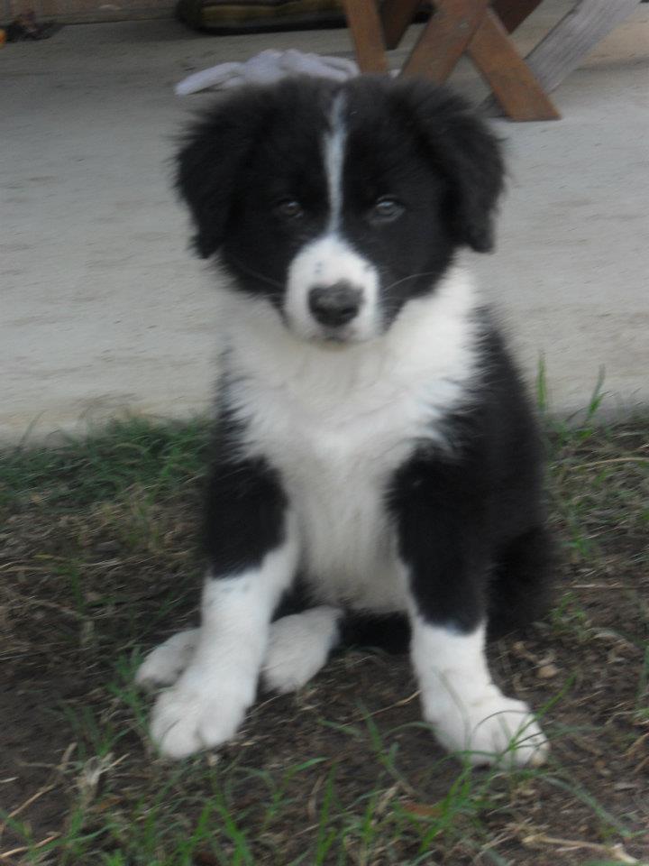 Black and White Puppy Border Collie 