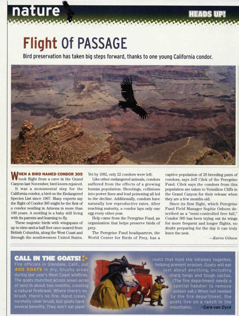 Condors Grand Canyon