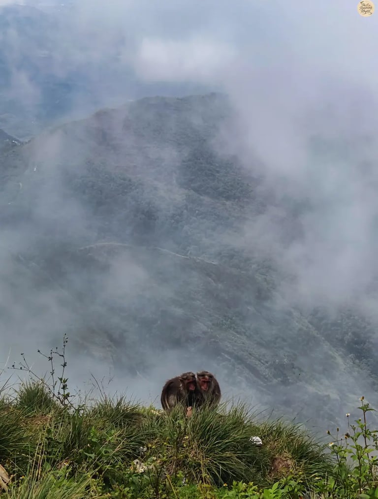 Monkeys sitting by the cliff at Green Valley View Point in Kodaikanal with misty backdrop.