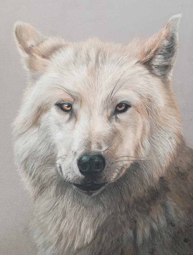 a pastel drawing of a wolf dog with a white background