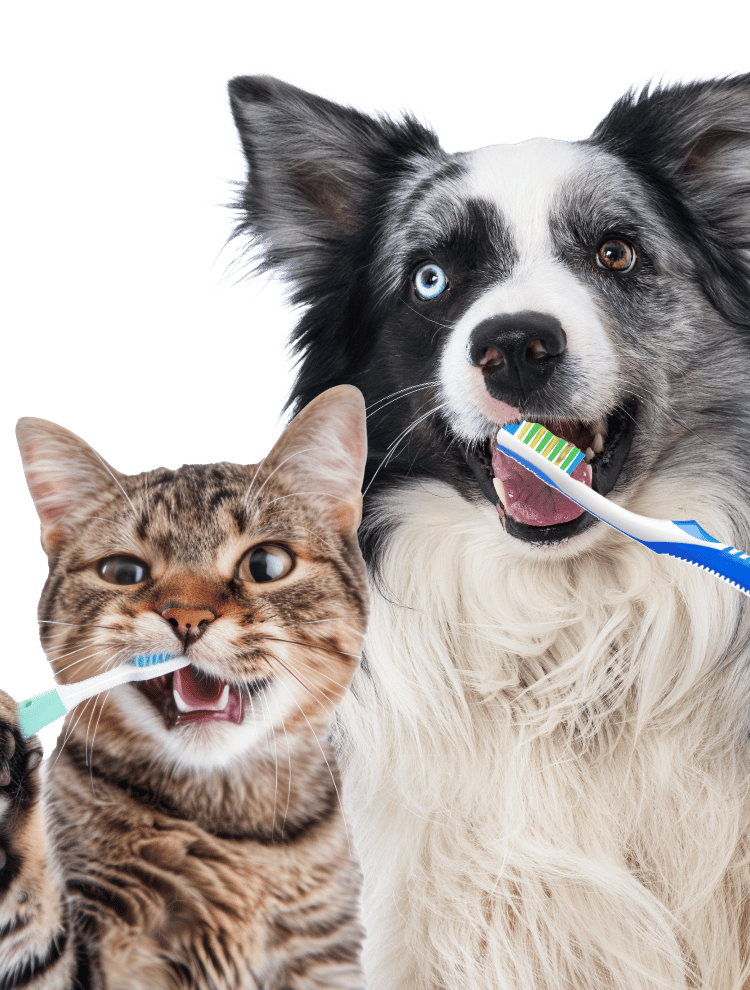 Pet dental teeth cleaning oral health