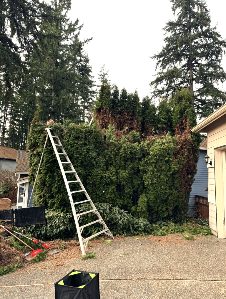 Arborvitae hedge trimming with ladder in Lynnwood Washington