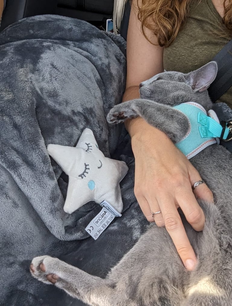 A gray kitten wearing a blue harness sleeps on a soft blanket while traveling in a car. obsidian cat
