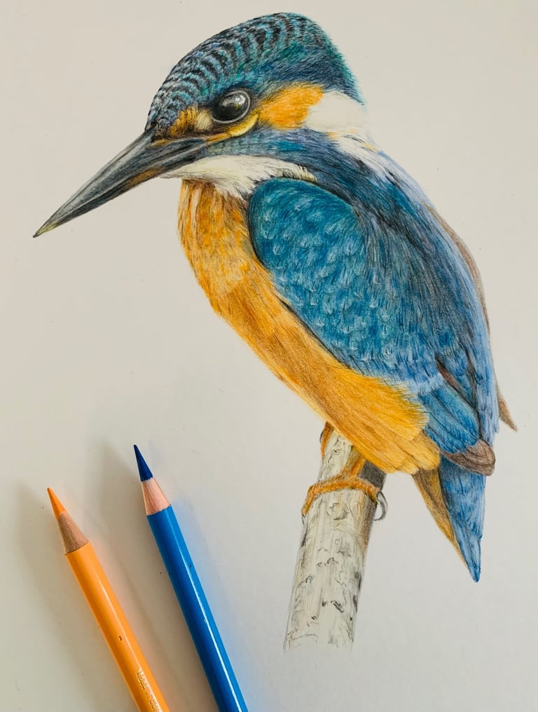Kingfisher