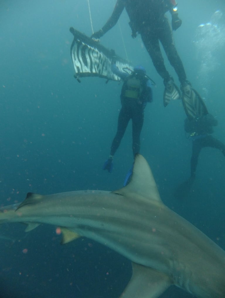 Oceanic black tips on a baited shark dive, Aliwal Shoal, Umkomaas, South Africa