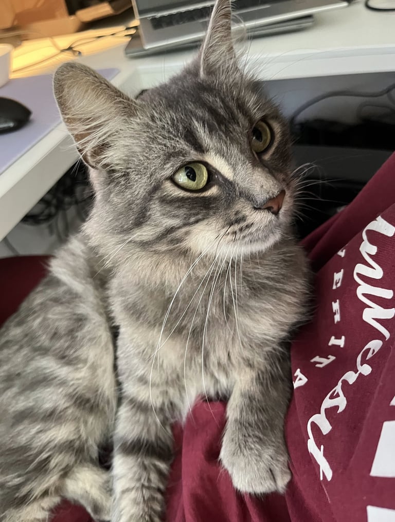 Chat en famille d'accueil