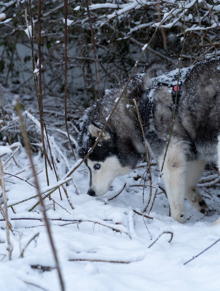 Un Husky sous la neige