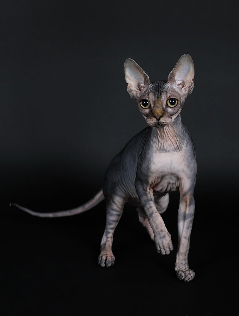 Sphynx en shooting photo