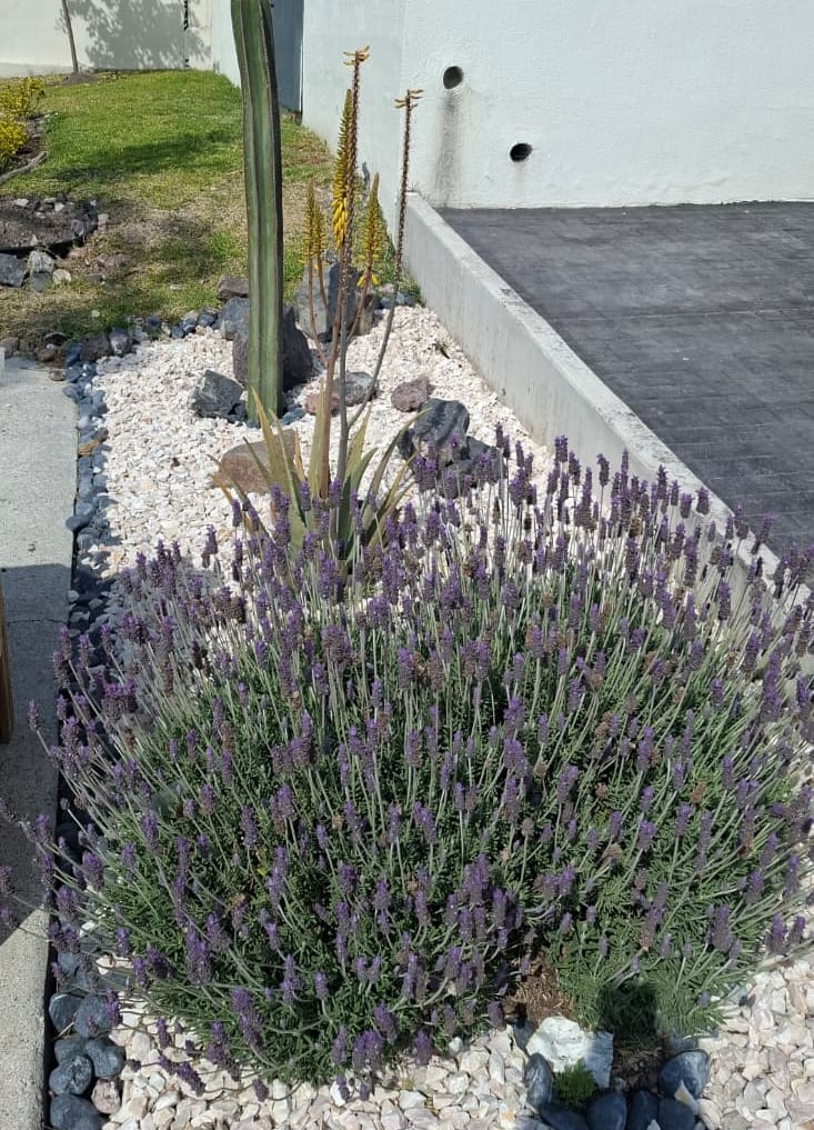 jardin remodelado con cactus y lavanda