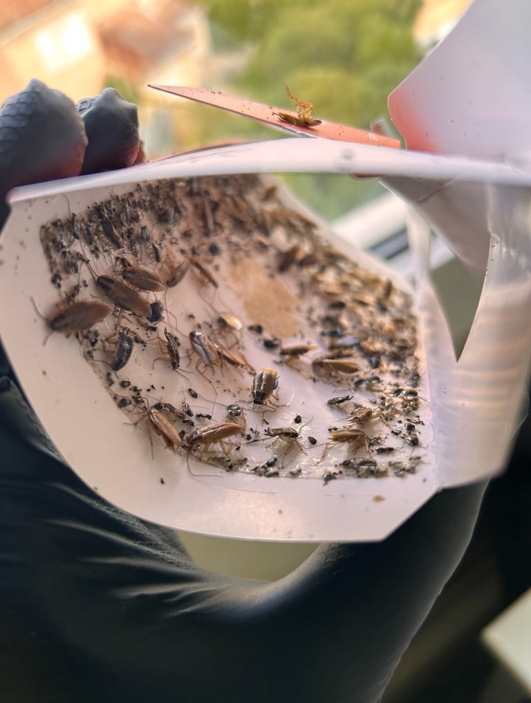 Société de désinsectisation et traitement contre les cafards à Valence