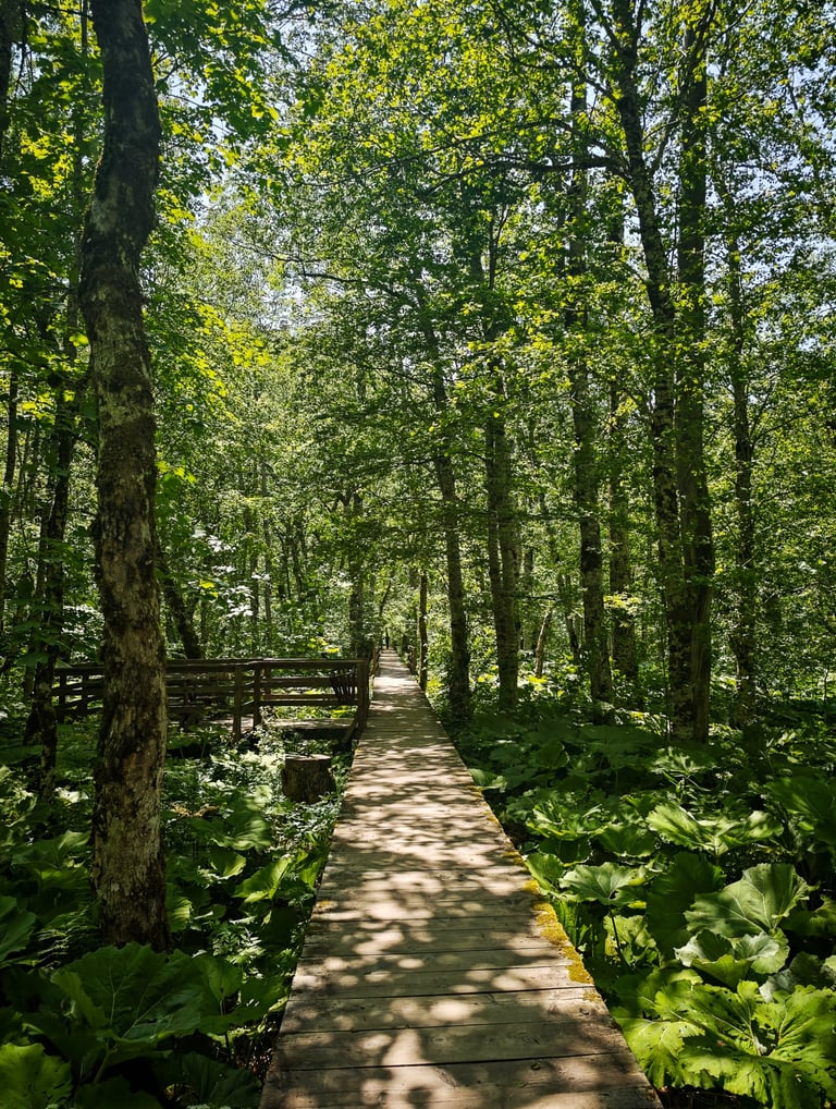 Biograd forest