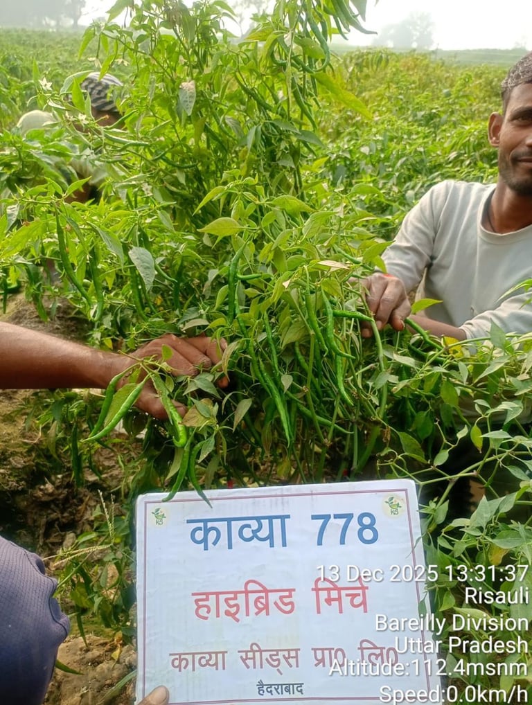 Farmer harvesting Kavya 778 hybrid green chili peppers in an Uttar Pradesh field.