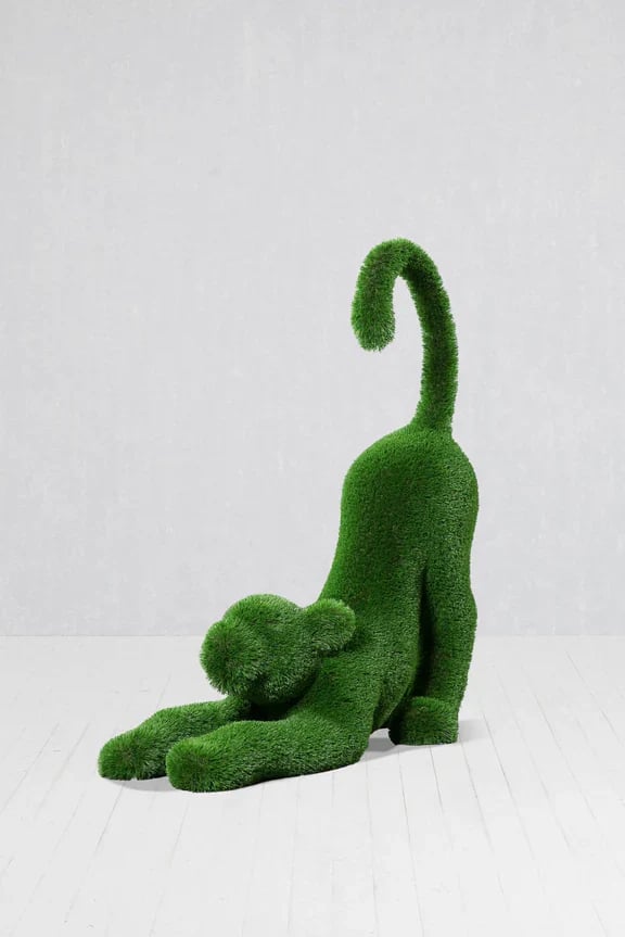 turn baby lion for events in Parkland