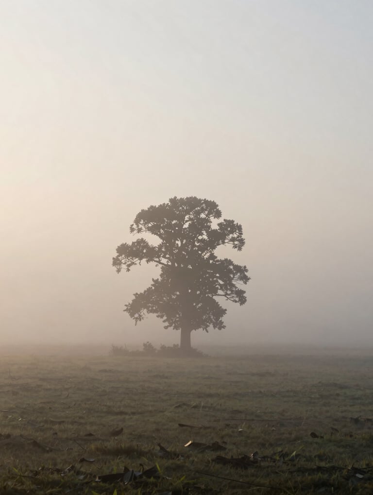 A soft-focus landscape of a misty North American dawn. The composition is simple, featuring a single, silhouette-like tree in the distance against a silver-white sky. The lighting is ethereal and calm, creating an immersive and artistic mood.