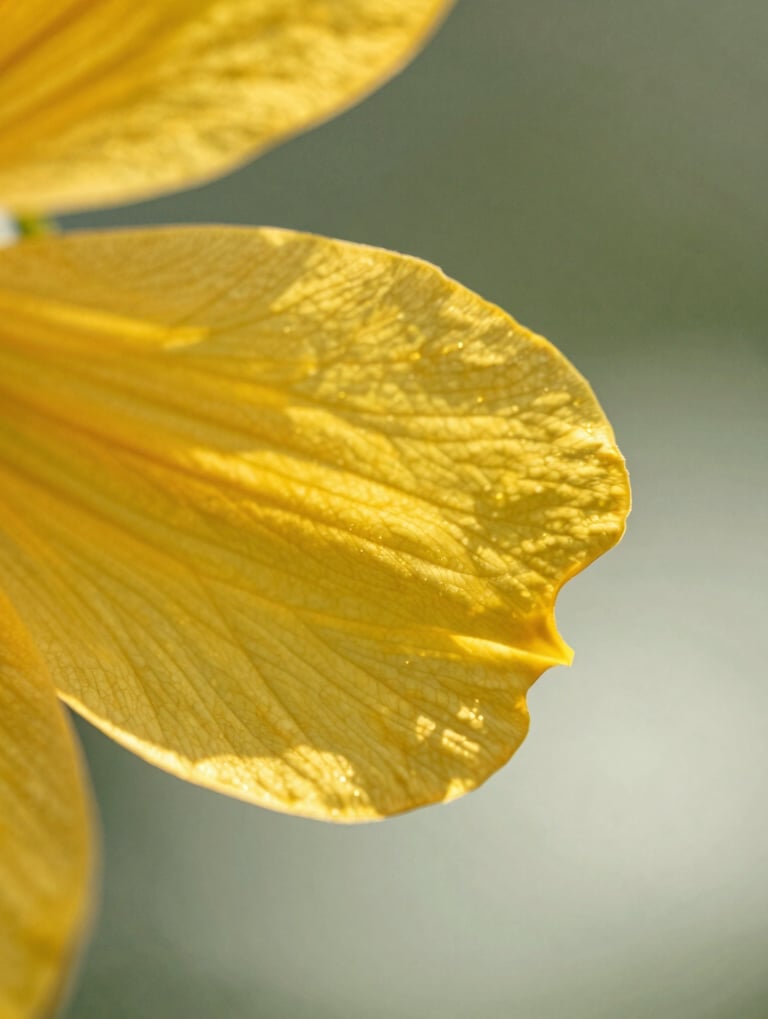 A close-up photograph of a vibrant North American wildflower petal with detailed texture and golden sunlight hitting the edges. The background is a soft-focus sage green and mist white. Professional nature photography style, clean and modern.