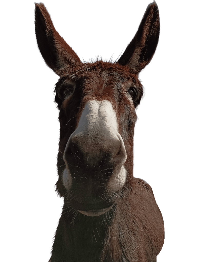 bien être animal âne