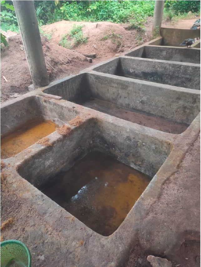 Bassins de transformations des noix, en huile de palme