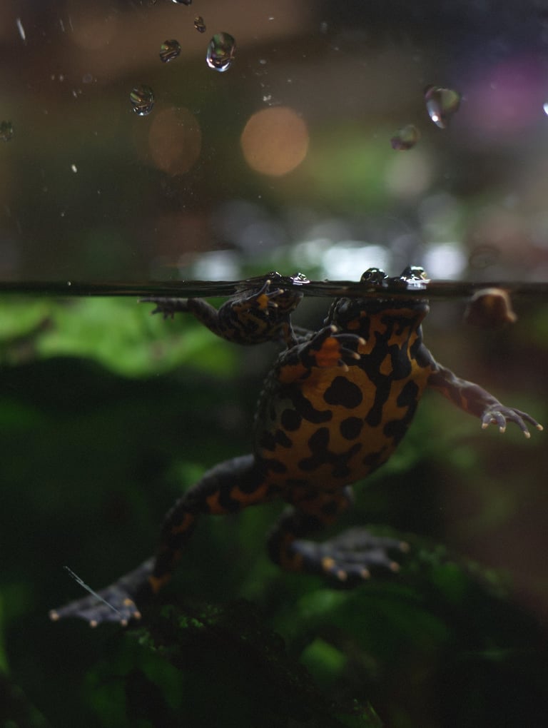 "Family Resemblance" - Vancouver Aquarium, Canada