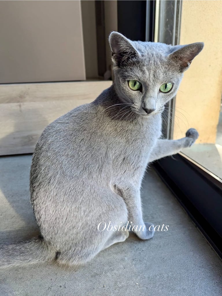 bleu russe chat - russian blue cat-obsidian-cats-france