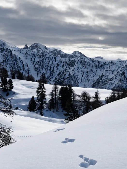 Séjour raquette. GypAster, accompagnateur en montagne, Briançon, Serre-Chevalier, Clarée, Ecrins