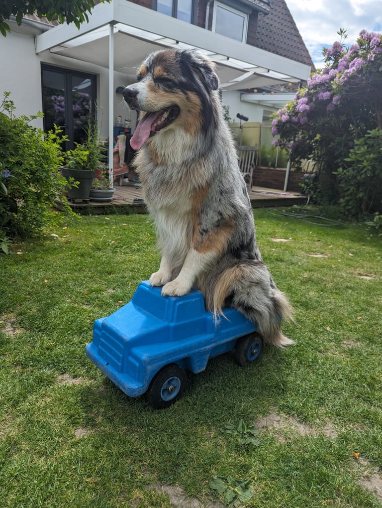 Hund fährt ein Spielzeugauto