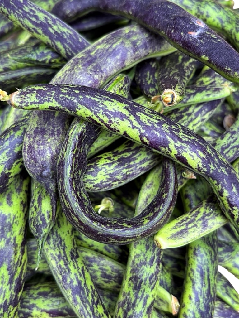PRINCESS HEIRLOOM BEANS | Loved for its reliability, flavour, and old-fashioned character.