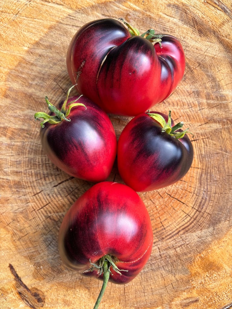 KAS 21 tomato with clusters of smooth, round, bright red tomatoes, a high-yield variety valued for its disease resistance