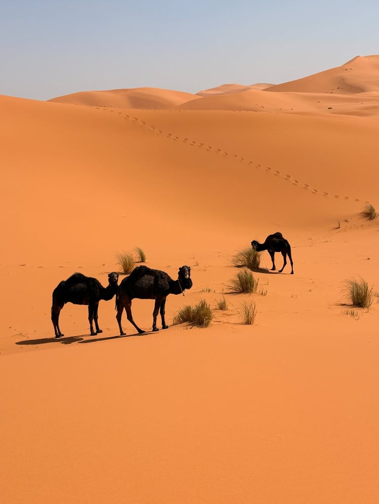 Dunes de Merzouga - Maroc