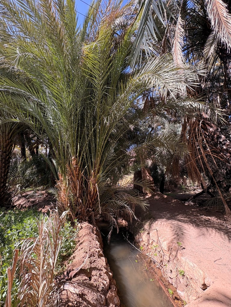 Palmeraie de Skoura