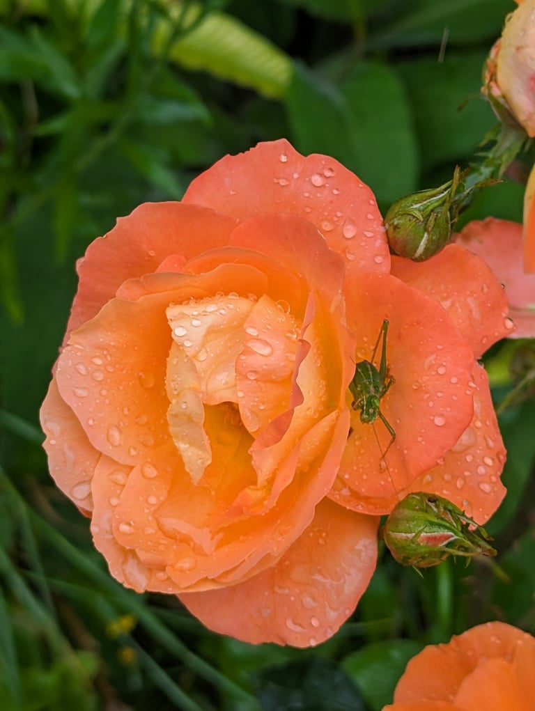 Rosier à la couleur délicate 