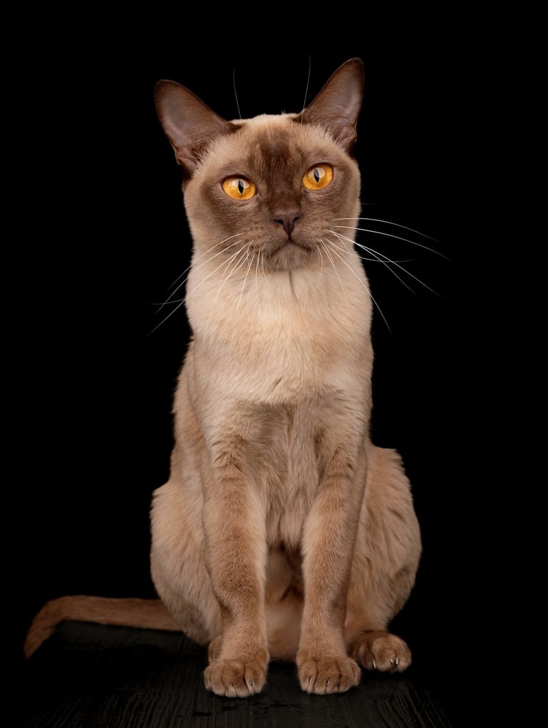 Chocolate Burmees poes