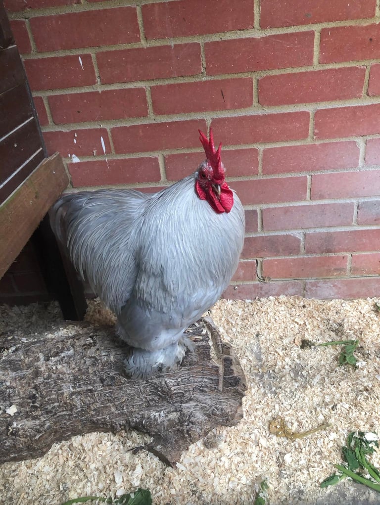 lavender pekin cockeral or rooster showing the colour of the hatching eggs available to purchase