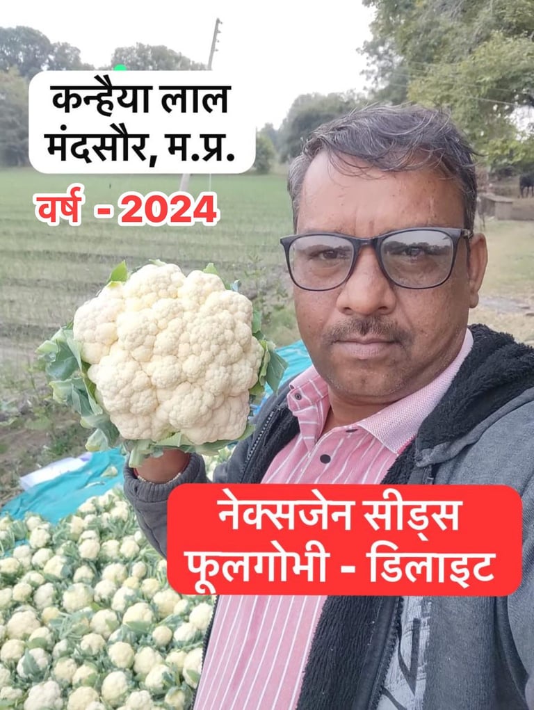 A farmer in Mandsaur holding a large white cauliflower from Nexgen Seeds Delight variety in a field.